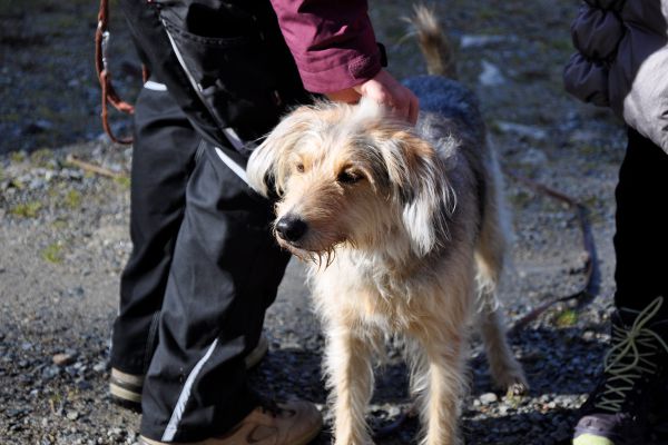 Hundeführerschein des BHV