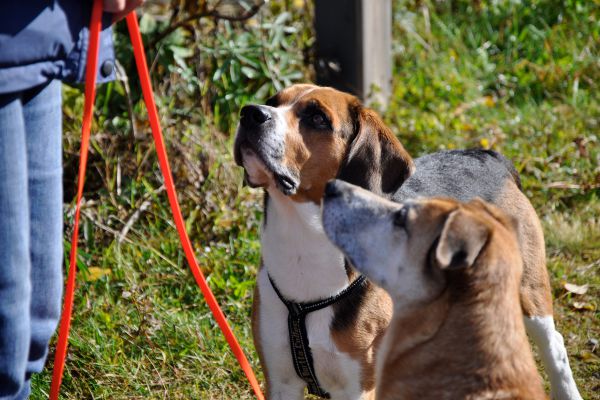 Hunde an Leine