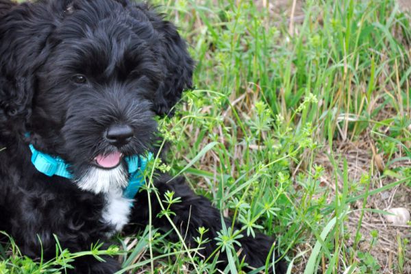 Team Hundeführerschein 2023