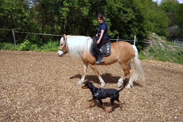 Reitbegleithundetraining