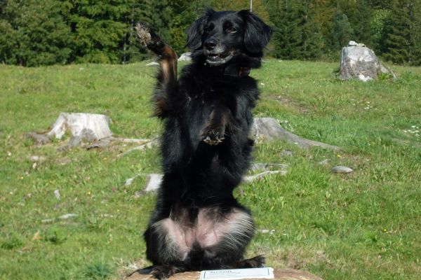 Tricktraining