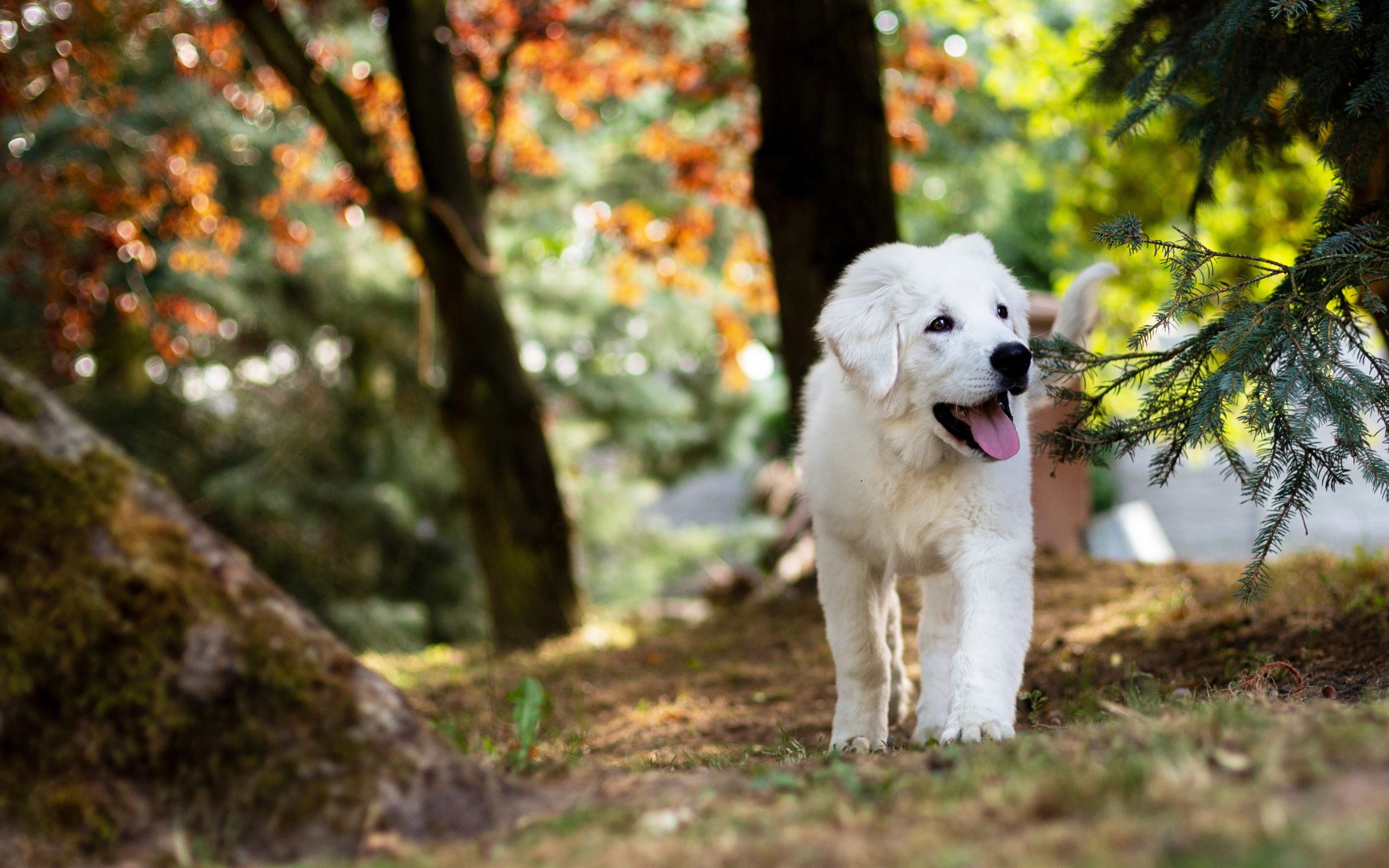 Spaziergang mit Hund