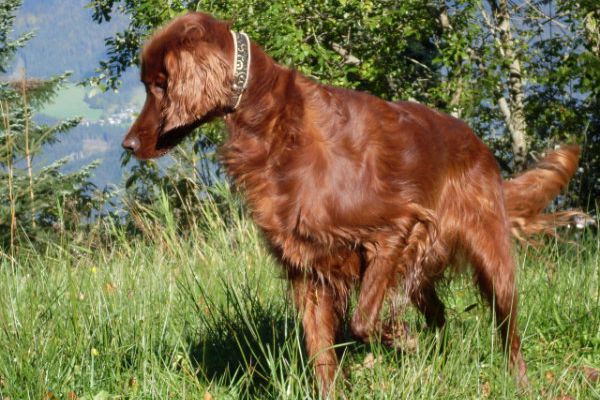 Schäferhund